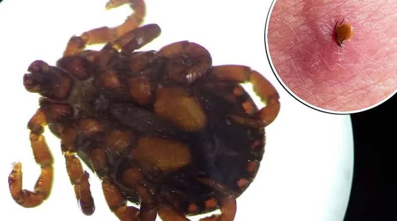 کشف یک ویروس ناشناخته در چین که همه را نگران کرده است