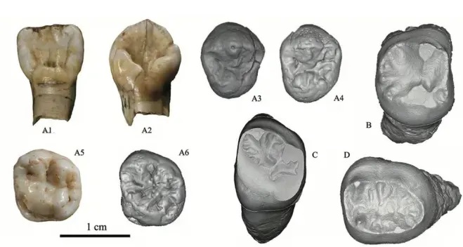 کشف یک گونه انسانی تازه با مغز و سر بزرگتر متعلق به ۲۰۰ هزار سال پیش_طلوع شرق 4 3