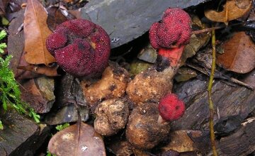 گشودن گره شگفت گیاه ژاپنی به لطف حشرات/معمای دیرینه حل شد/عکس_طلوع شرق 6 گیاه ژاپنی