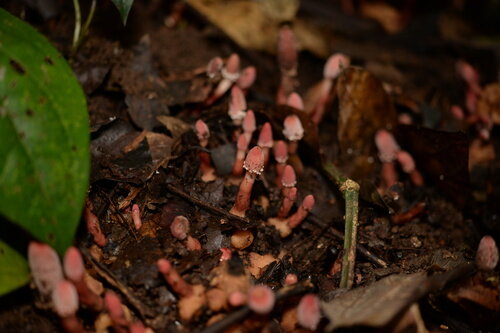 گشودن گره شگفت گیاه ژاپنی به لطف حشرات/معمای دیرینه حل شد/عکس_طلوع شرق 7 گیاه ژاپنی