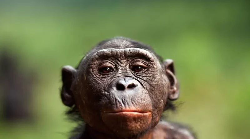 نظریه‌ های دانشمندان درباره ریشه‌ های بوسیدن