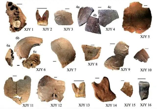 کشف گونه‌ای جدید از انسان‌های اولیه / انسان‌های سر بزرگ
