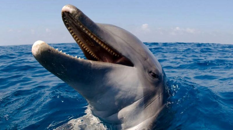 برخی گونه‌های دلفین تا 240 عدد دندان دارند.