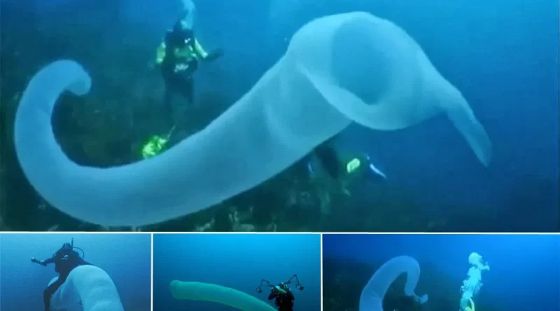 کشف کرم های غول پیکر در اعماق تاریک اقیانوس