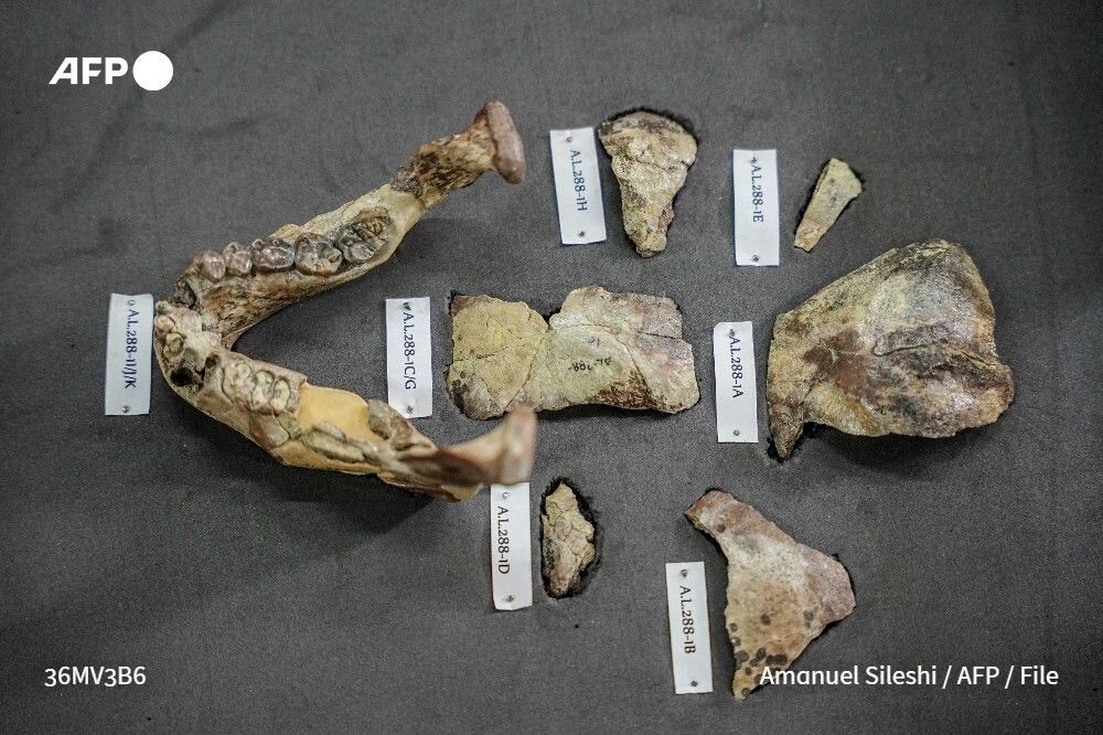 برای اولین بار تصاویر انسان ۳ میلیون ساله انتشار شد/ عکس_طلوع شرق 9 برای اولین بار تصاویر انسان ۳ میلیون ساله منتشر شد!