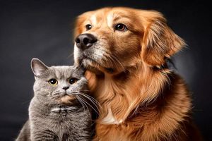 داشتن حیوان خانگی می‌تواند عملکرد مغزتان را بهبود دهد