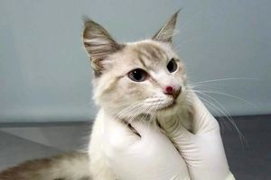 گربه‌ ها عامل گسترش یک بیماری قارچی/ ویدئو