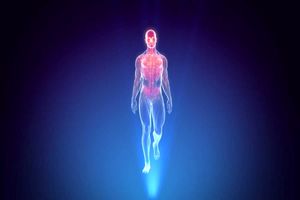 اعضای بدن شما چند ساله‌اند؟