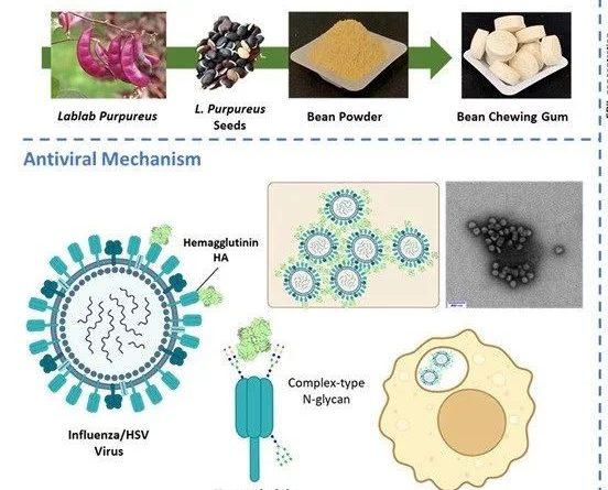 این آدامس ضدویروسی می‌خواهد انتقال آنفلوانزا و HSV را کاهش دهد