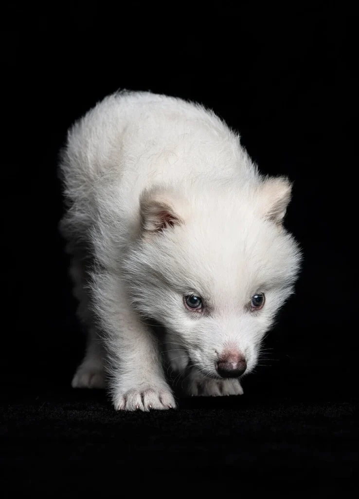 برگشت گونه منقرض شده «گرگ وحشت» به طبیعت بعد از ۱۲,۰۰۰ سال/ ویدئو_طلوع شرق 29 گرگ وحشت احیا شده