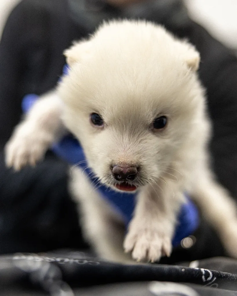 برگشت گونه منقرض شده «گرگ وحشت» به طبیعت بعد از ۱۲,۰۰۰ سال/ ویدئو_طلوع شرق 28 گرگ وحشت احیا شده