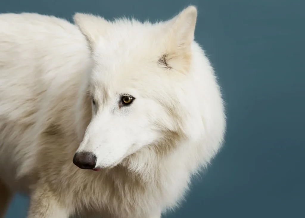 برگشت گونه منقرض شده «گرگ وحشت» به طبیعت بعد از ۱۲,۰۰۰ سال/ ویدئو_طلوع شرق 30 گرگهای وحشت احیا شده