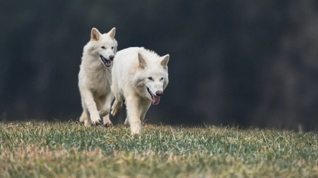 برگشت گونه منقرض شده «گرگ وحشت» به طبیعت بعد از ۱۲,۰۰۰ سال/ ویدئو_طلوع شرق 32 گرگهای وحشت احیا شده