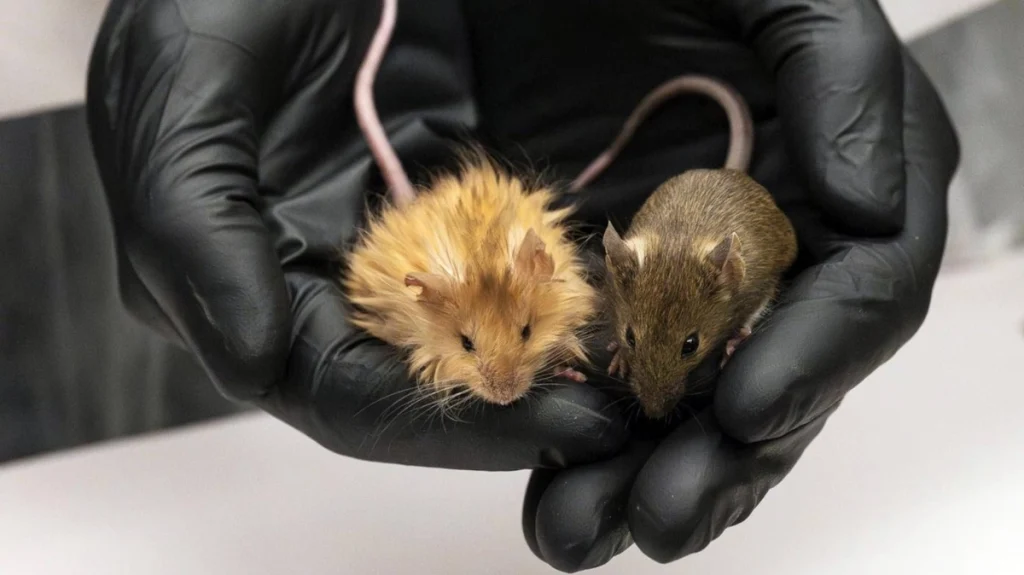 برگشت گونه منقرض شده «گرگ وحشت» به طبیعت بعد از ۱۲,۰۰۰ سال/ ویدئو_طلوع شرق 33 موش پشمالو