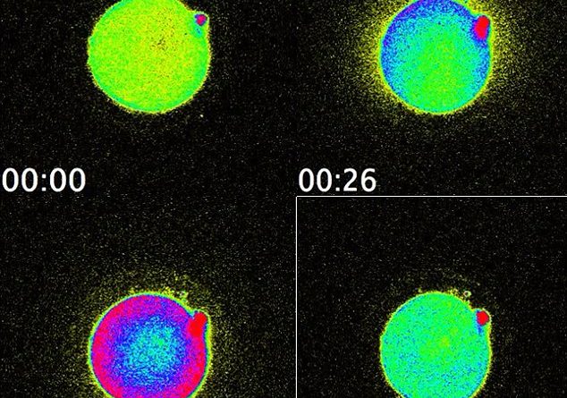cell-flash