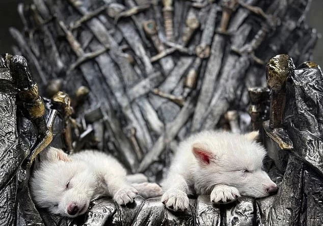 بازگشت گونه منقرض شده «گرگ وحشت» به طبیعت پس از ۱۲,۰۰۰ سال/ ویدئو