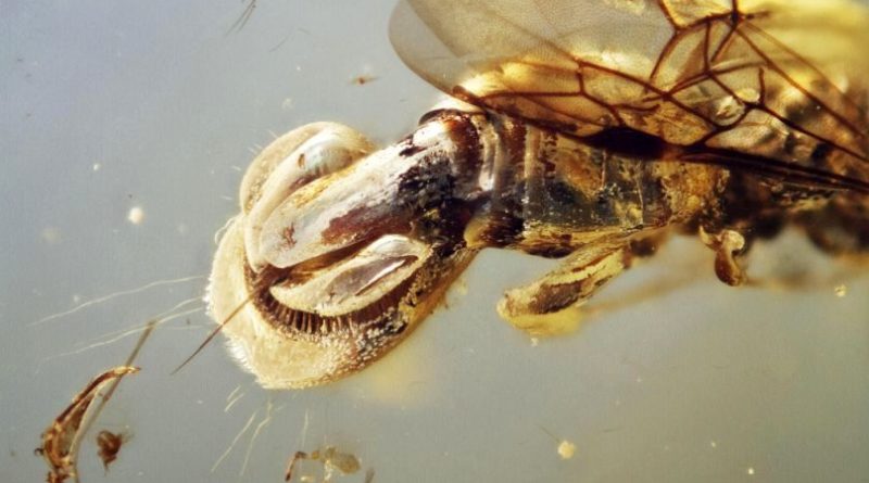 زنبور باستانی ۹۹ میلیون سال پیش در یک تکه صمغ به دام افتاده بود