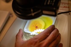 یافتن درمان مناسب برای سرطان با استفاده از تخم مرغ