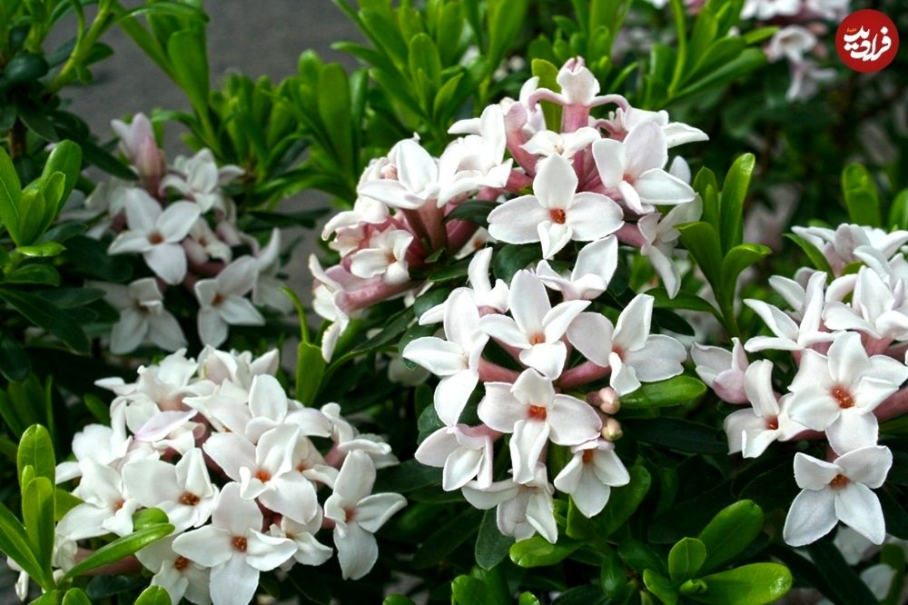 گیاه خوشبو برای کاشتن در ورودی خانه