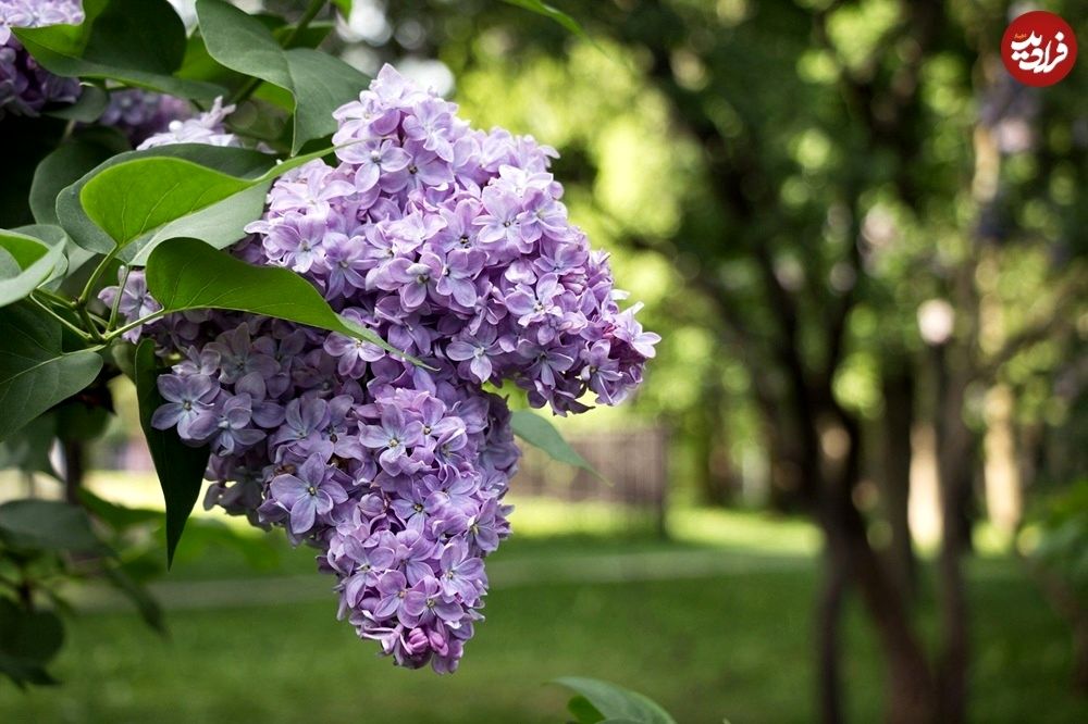 گیاه خوشبو برای کاشتن در ورودی خانه