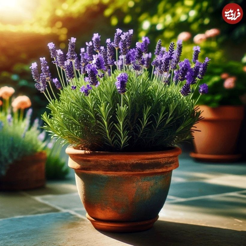 گیاه خوشبو برای کاشتن در ورودی خانه