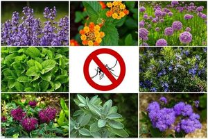 بهترین گیاهان و عصاره های گیاهی برای دفع پشه ها