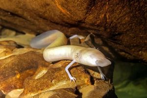 یک سمندر سفید ۷ سال زیر نظر دانشمندان بود و حتی یک میلی‌متر از جایش تکان نخورد