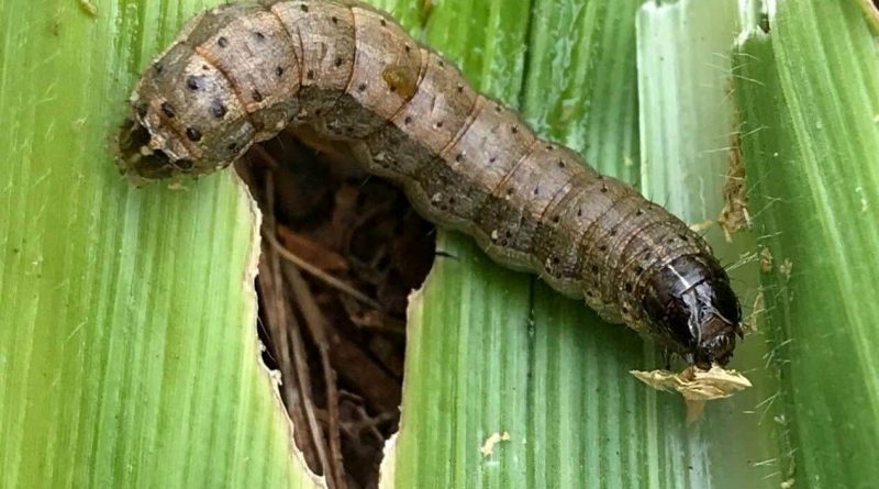 گیاهان وقتی تشنه‌اند، صدا تولید می‌کنند