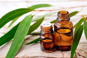 گیاهی مفید برای آبرسانی پوست